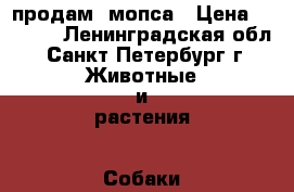 продам  мопса › Цена ­ 3 000 - Ленинградская обл., Санкт-Петербург г. Животные и растения » Собаки   . Ленинградская обл.,Санкт-Петербург г.